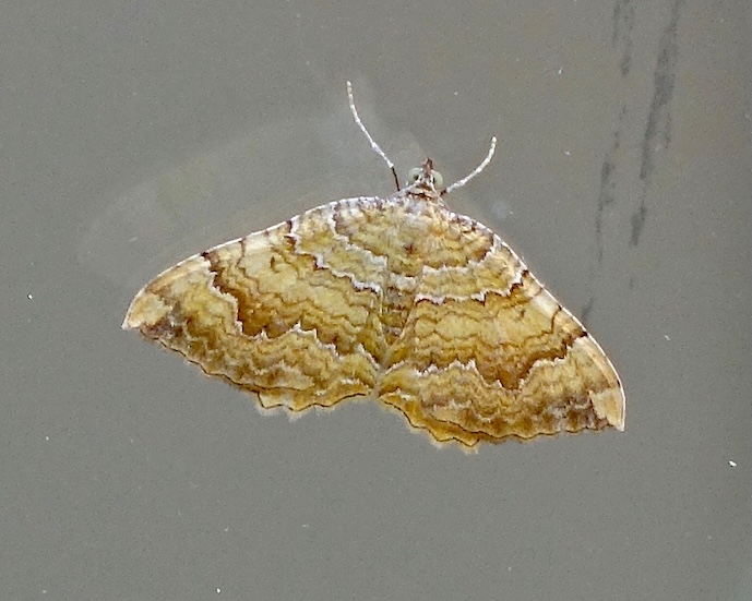 yellow shell